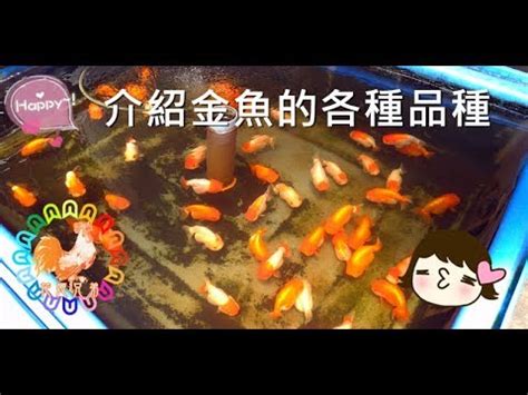 金魚入門品種